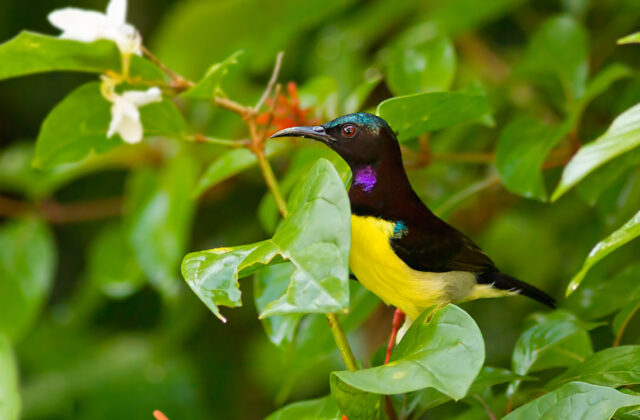 Purple-rumped Sunbird