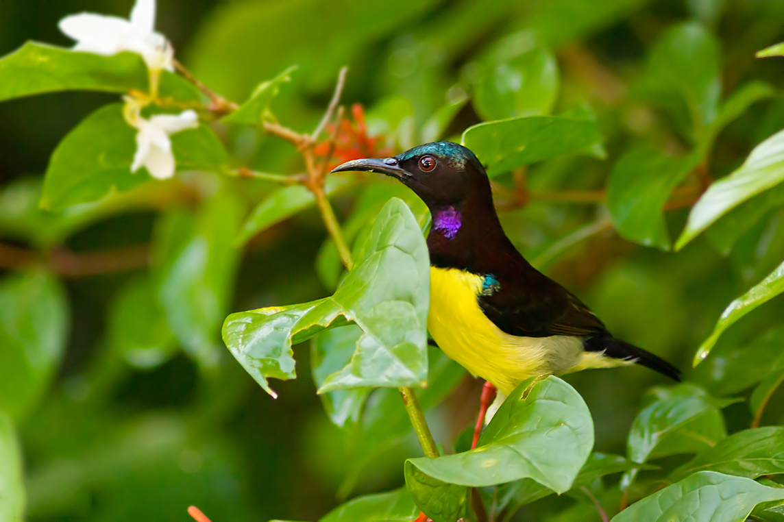 Purple-rumped Sunbird