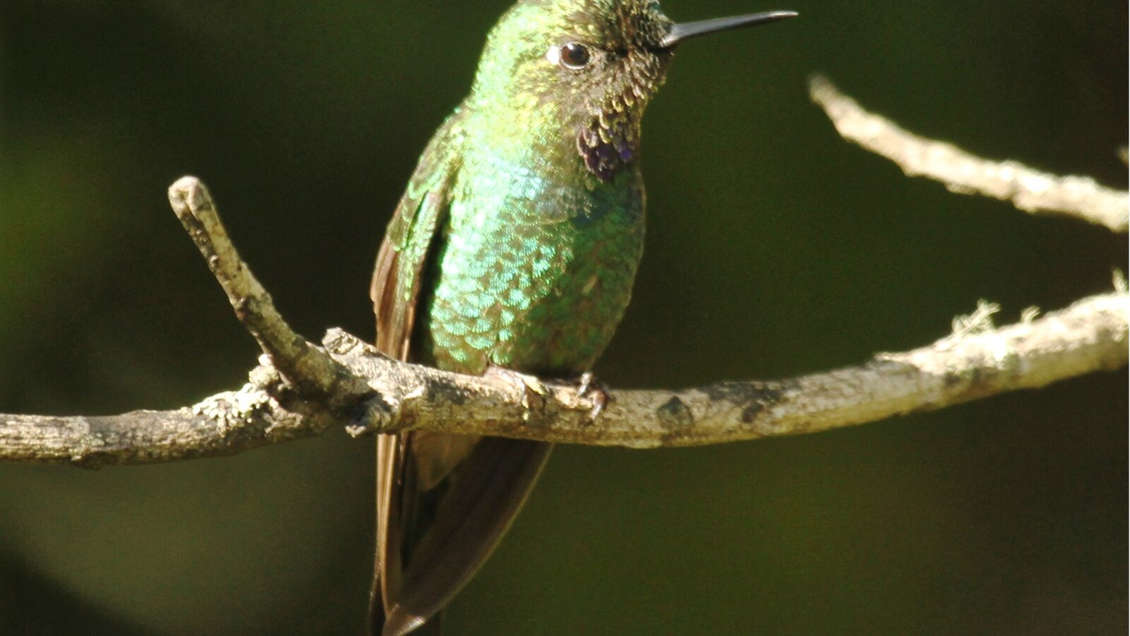 Purple-throated Sunangel