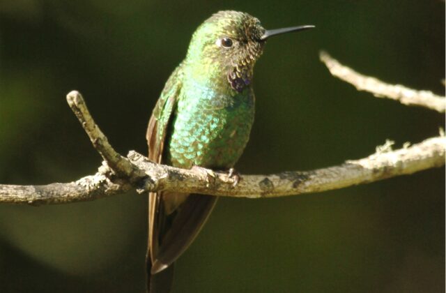 Purple-throated Sunangel