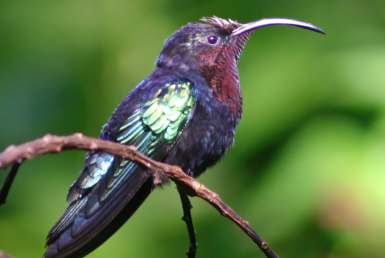 Purple-throated Carib