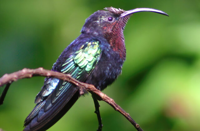 Purple-throated Carib