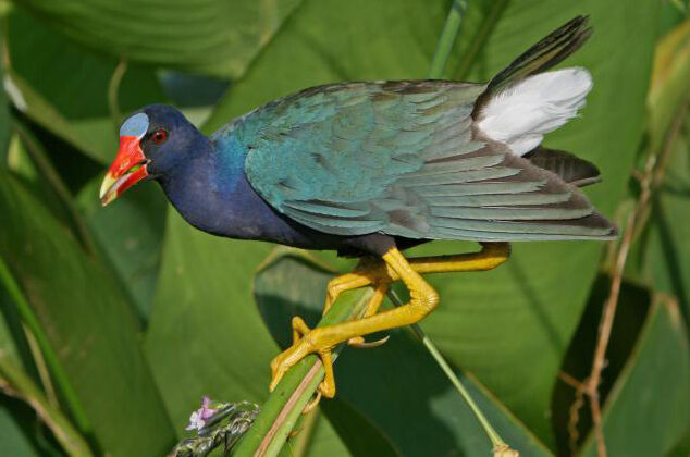 Purple Gallinule
