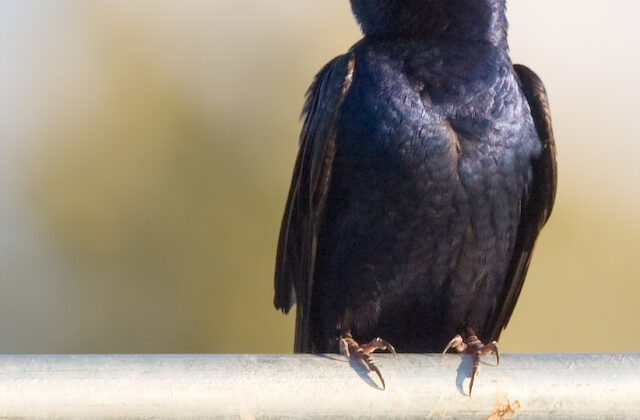 Purple Martin