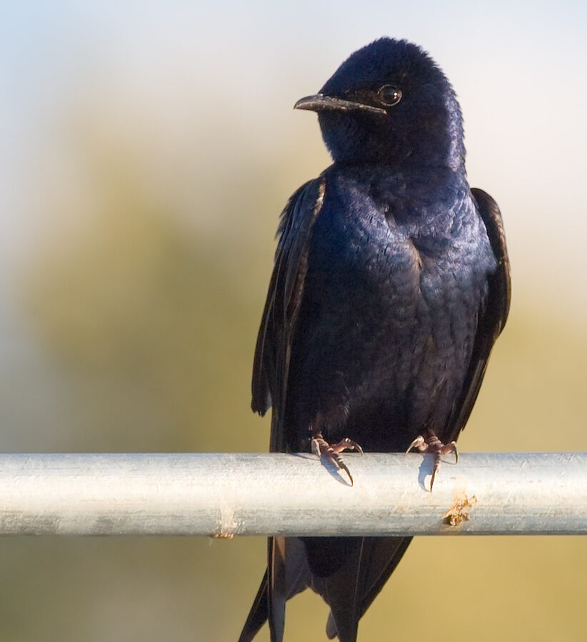 Purple Martin