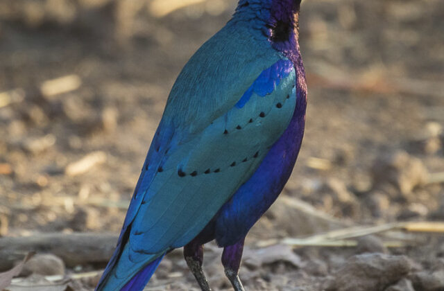 Purple Starling