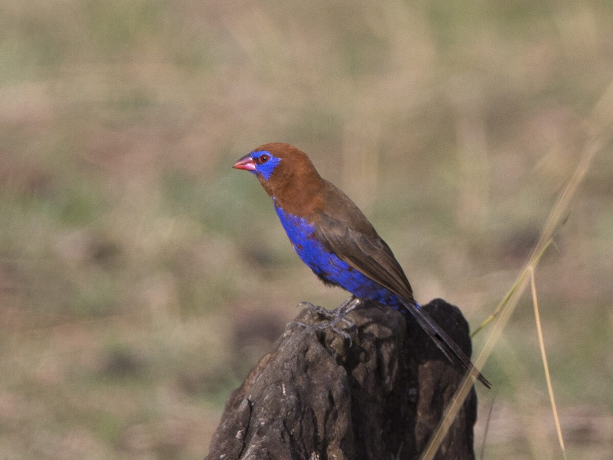 Violet-eared Waxbill