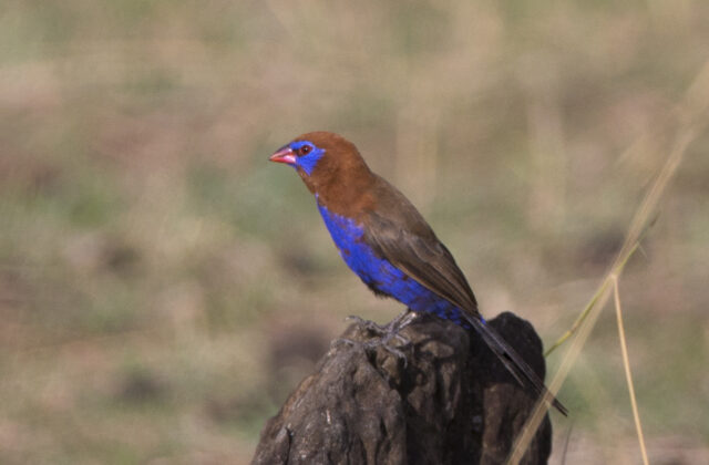 Violet-eared Waxbill