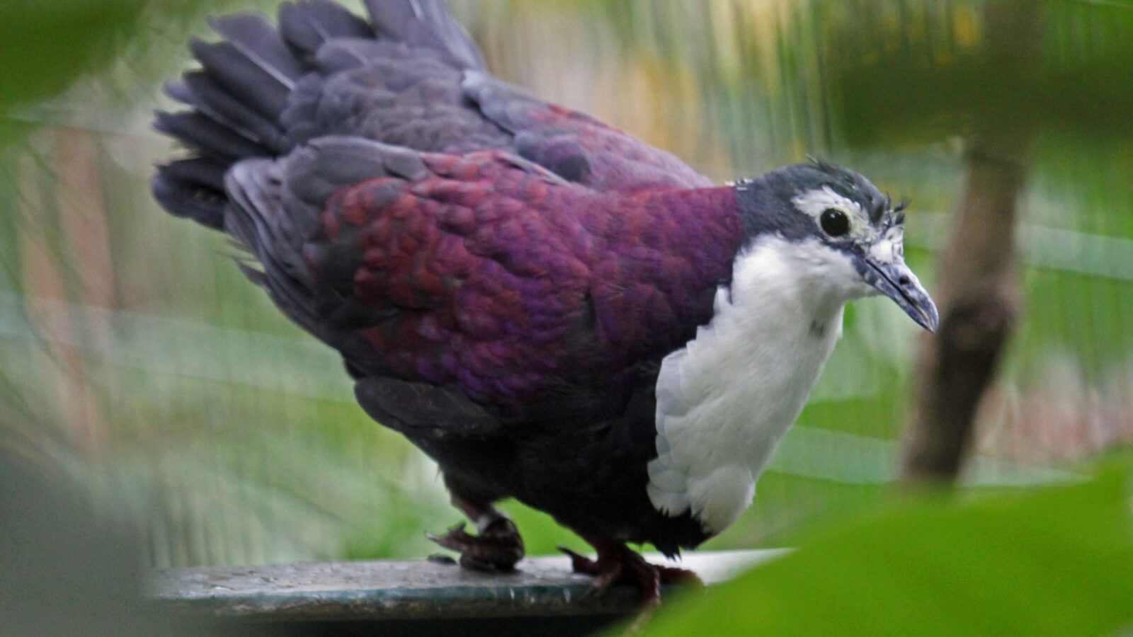 White-breasted Ground Dove