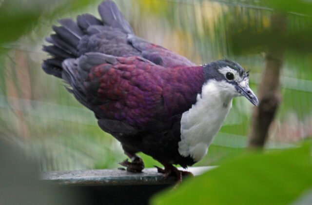 White-breasted Ground Dove