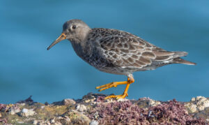 Purple Sandpiper