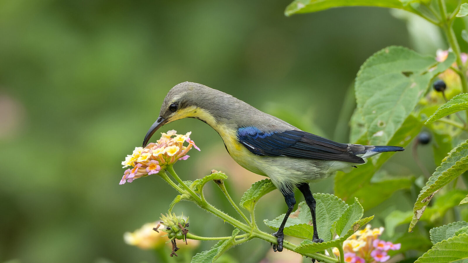 Purple Sunbird