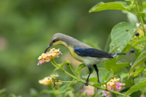 Purple Sunbird