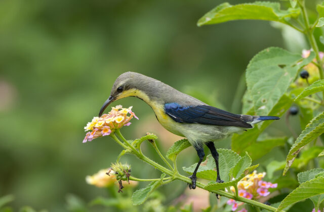 Purple Sunbird
