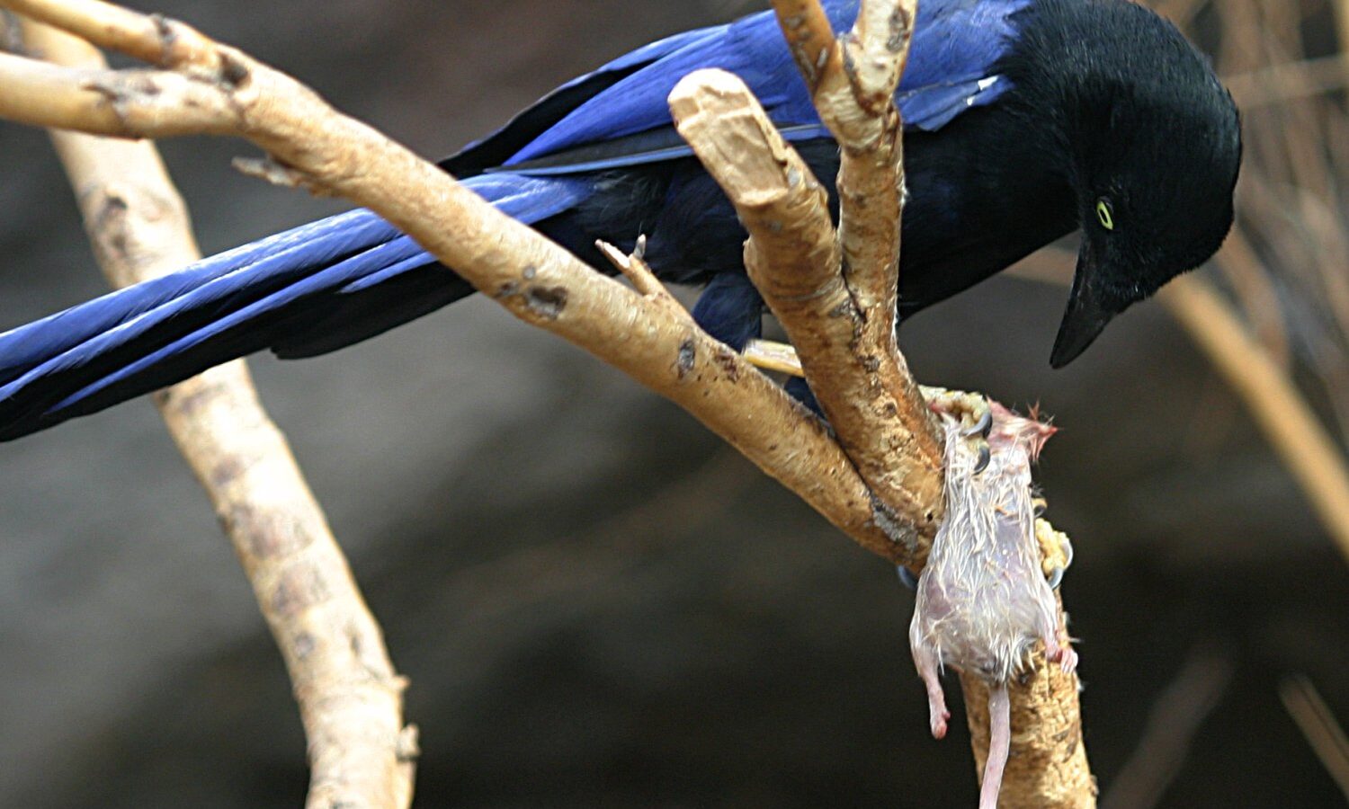 Purplish-backed Jay