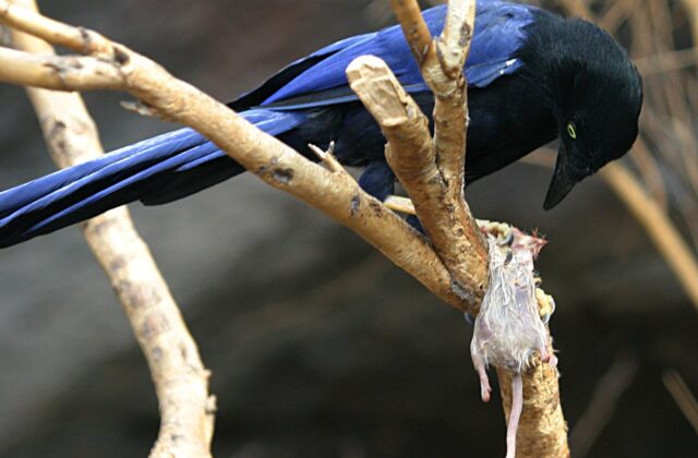 Purplish-backed Jay