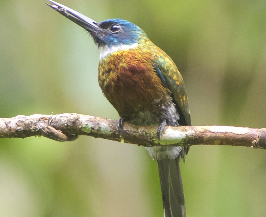 Bronzy Jacamar