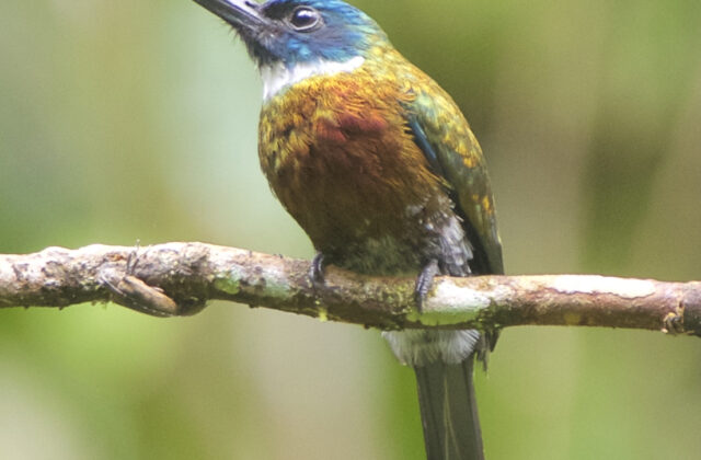 Bronzy Jacamar