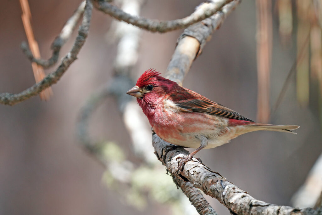 Purple Finch
