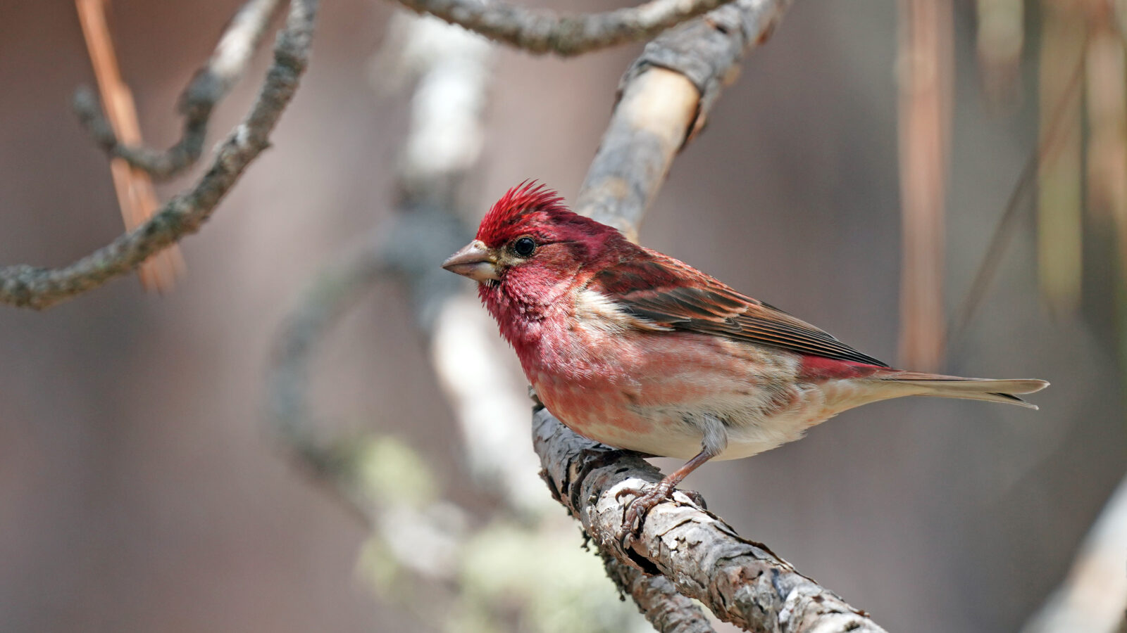 Purple Finch