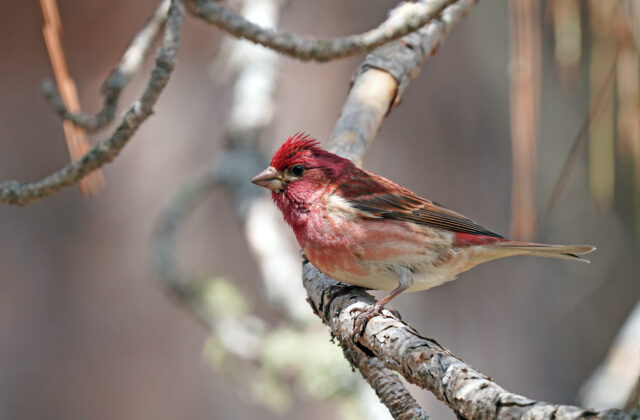 Purple Finch