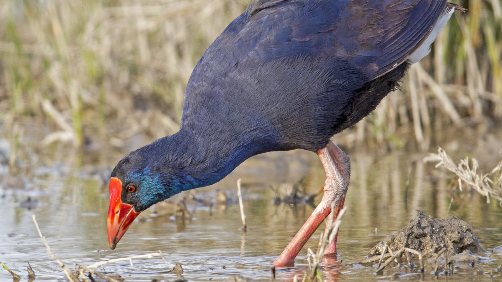 Western Swamphen
