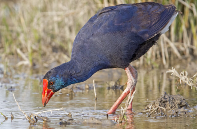 Western Swamphen