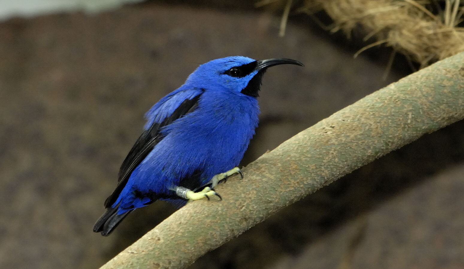 Purple Honeycreeper