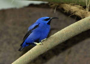Purple Honeycreeper
