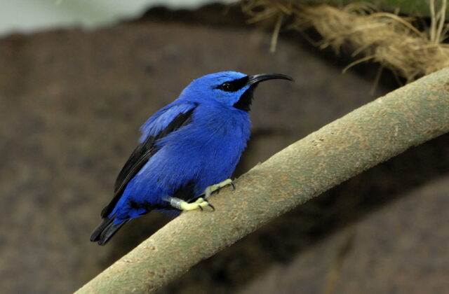 Purple Honeycreeper