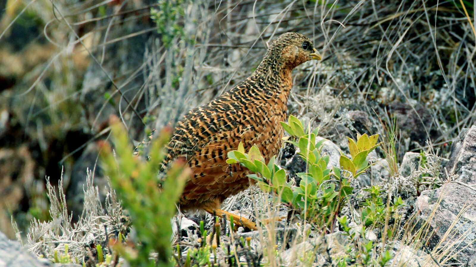 Snow Mountain Quail