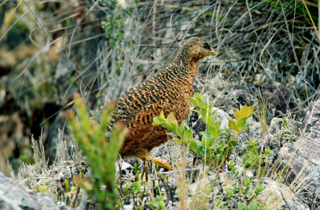 Snow Mountain Quail