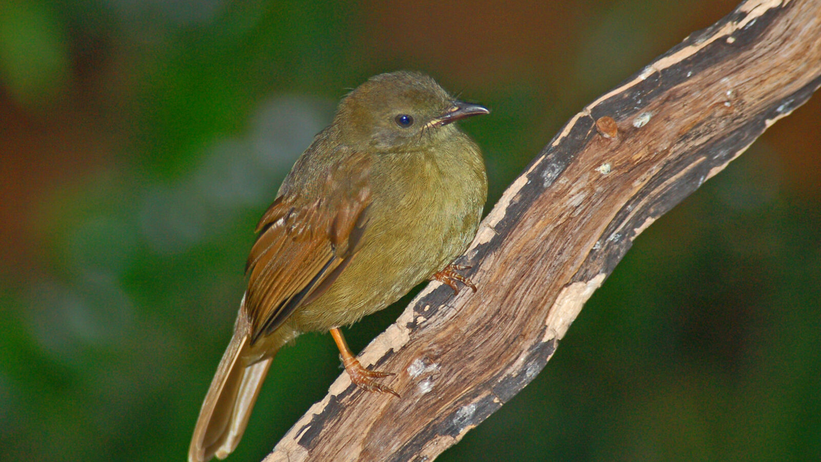 Little Greenbul