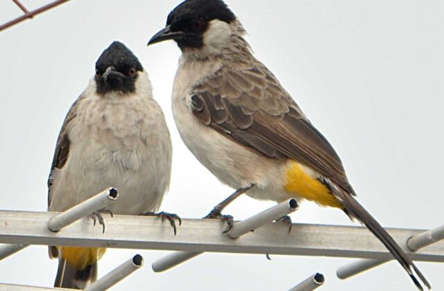 Sooty-headed Bulbul