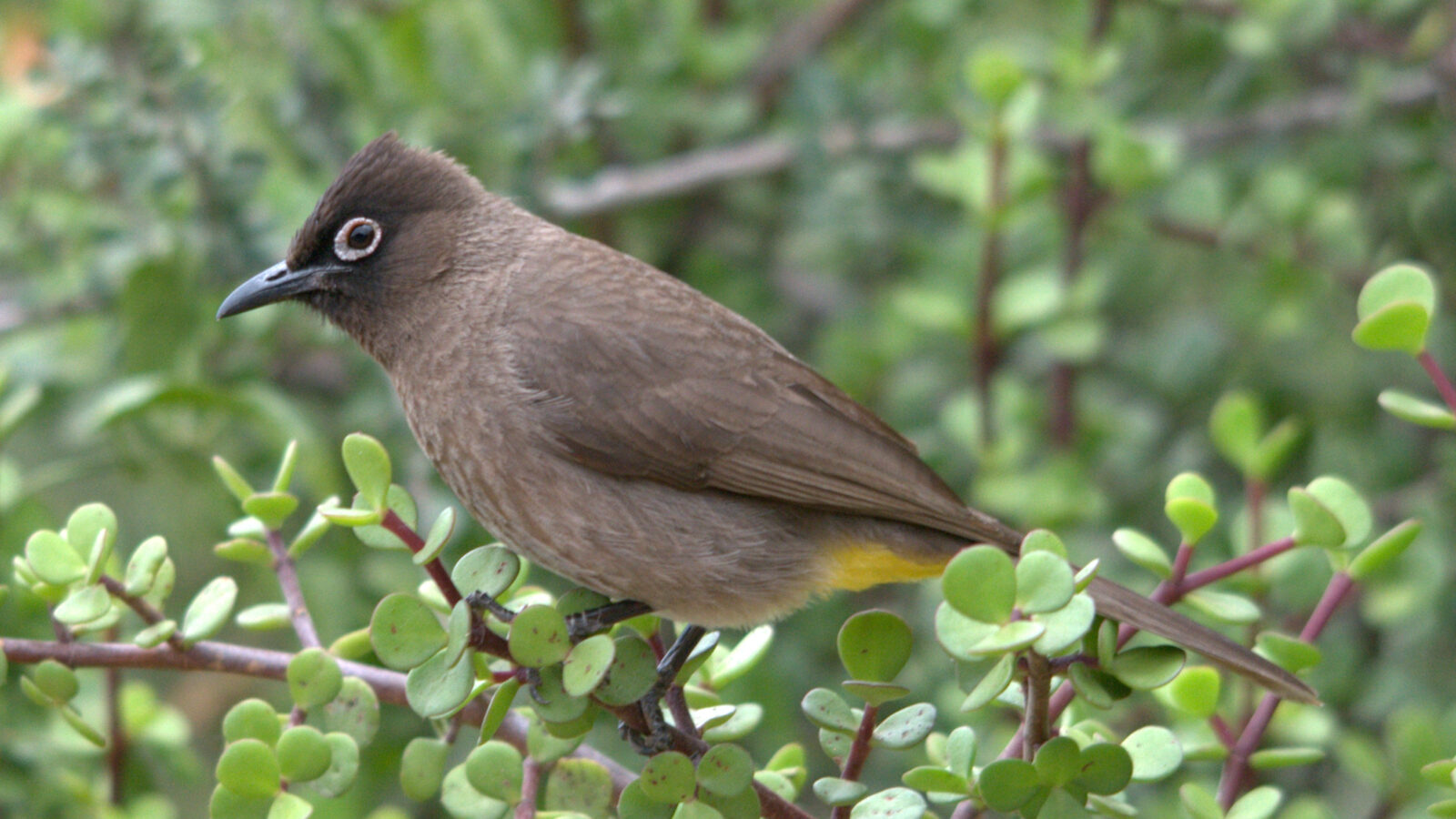Cape Bulbul