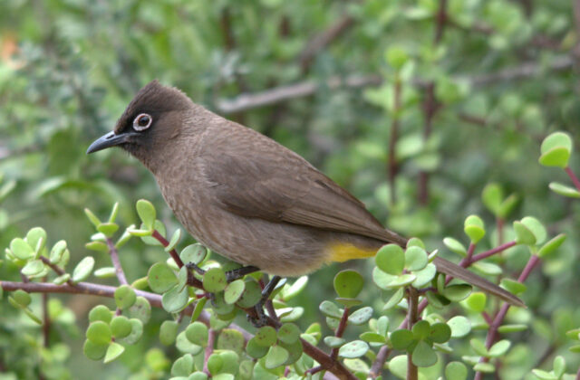 Cape Bulbul