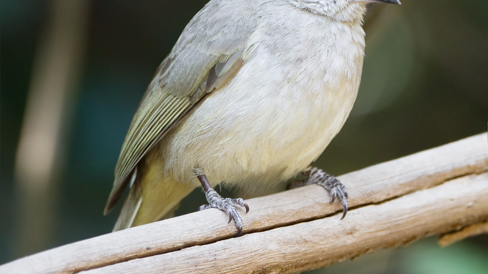 Grey-eyed Bulbul