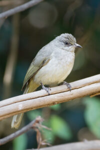 Grey-eyed Bulbul