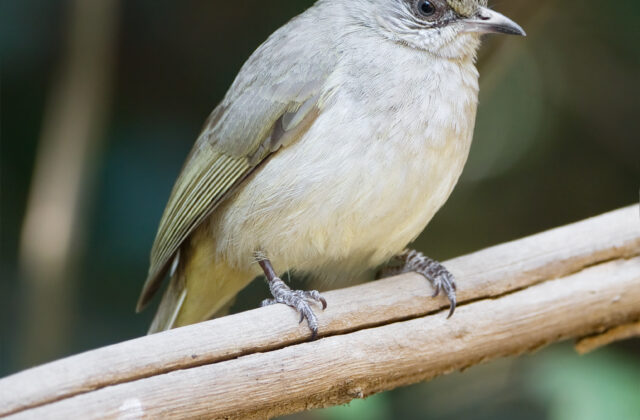 Grey-eyed Bulbul