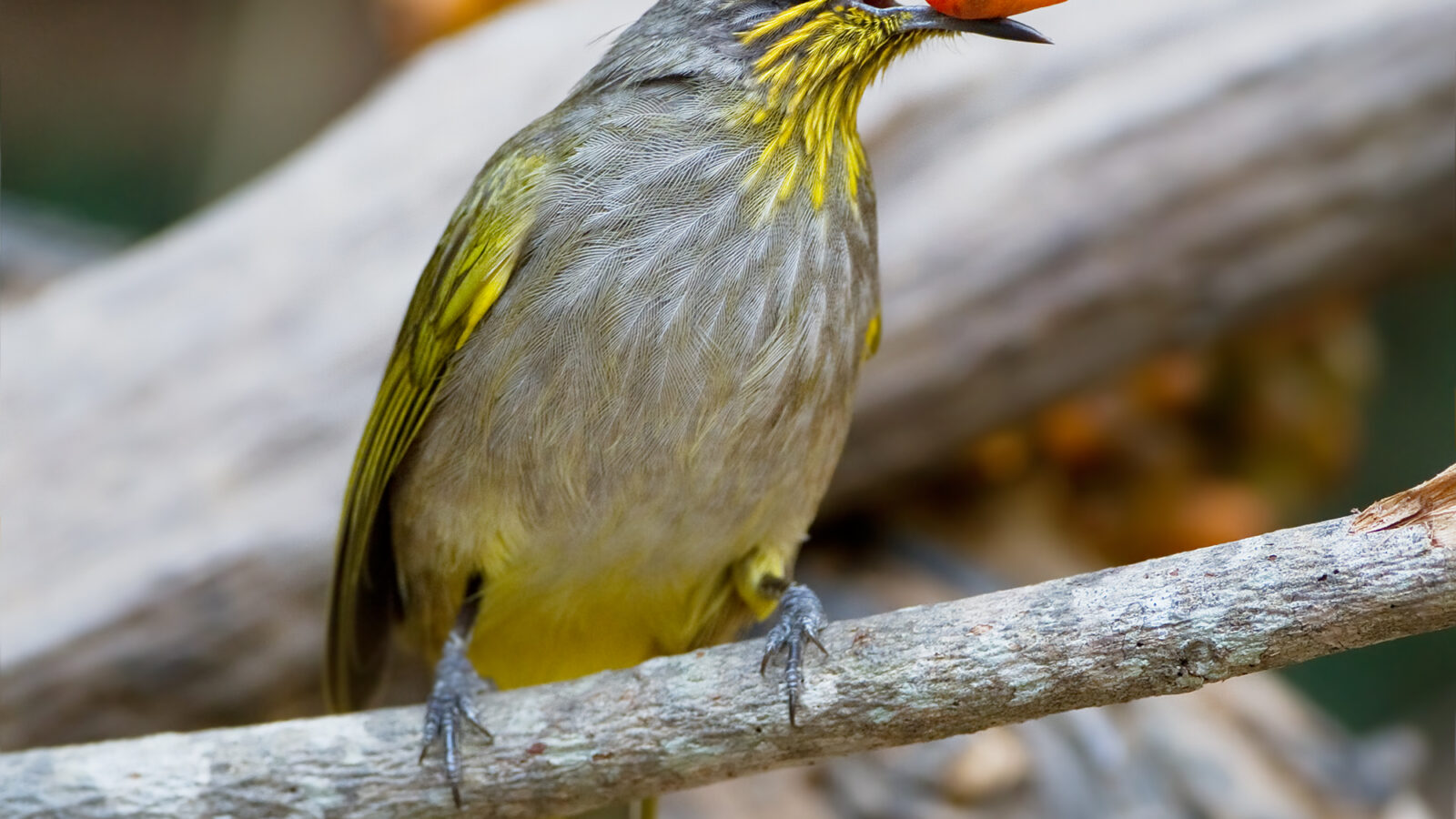 Stripe-throated Bulbul