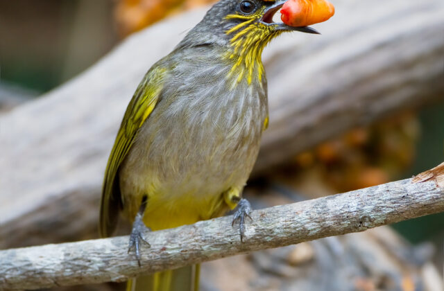 Stripe-throated Bulbul