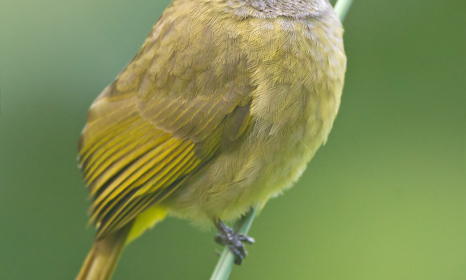 Flavescent Bulbul