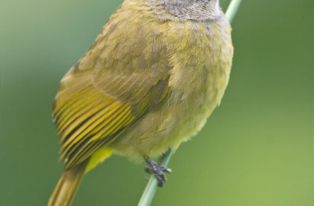 Flavescent Bulbul