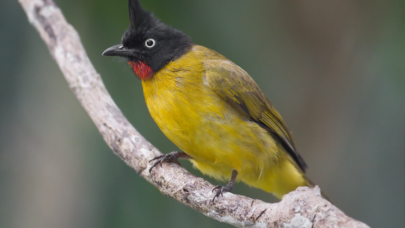 Black-crested Bulbul