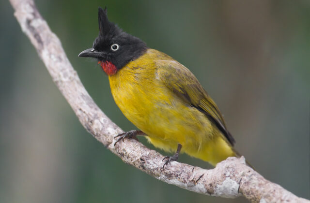 Black-crested Bulbul