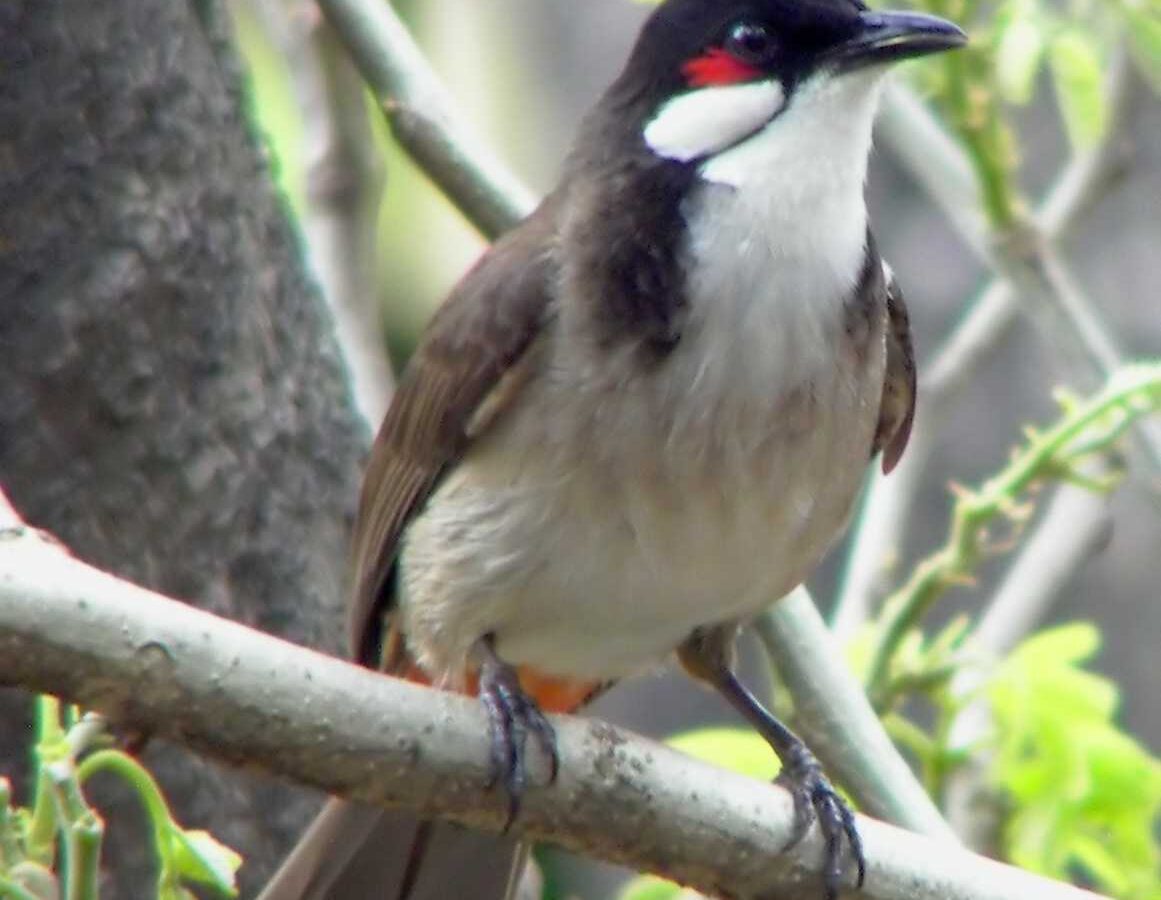 Red-whiskered Bulbul