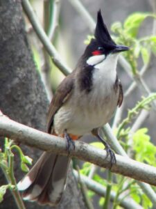 Red-whiskered Bulbul