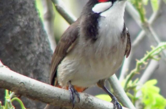 Red-whiskered Bulbul