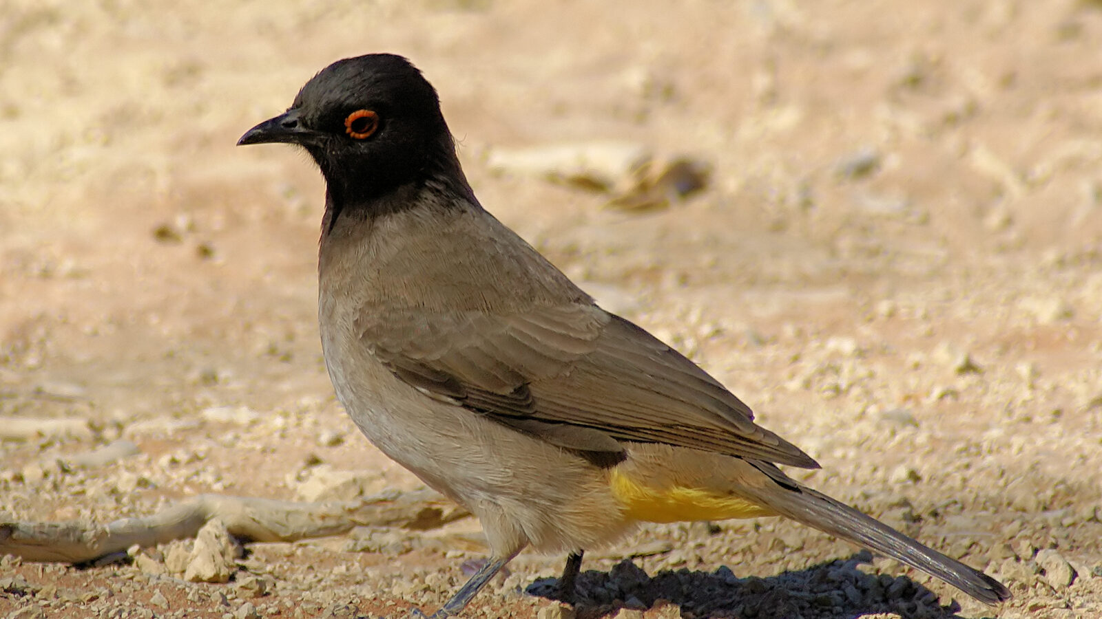African Red-eyed Bulbul
