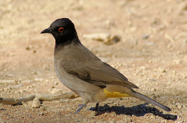 African Red-eyed Bulbul